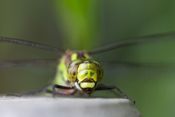 Libelle