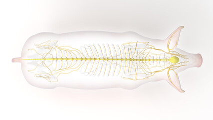 3d rendered illustration of the porcine anatomy - the nervous system