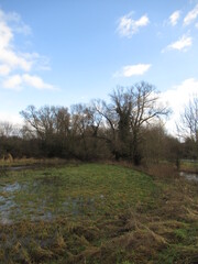 Bäume an einer Wiese am Wasser