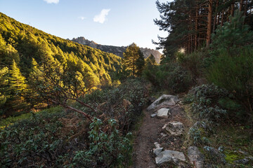 Fototapeta na wymiar Path between pines and cistus on The Pedriza Regional Park. Madrid. Spain. Europe.