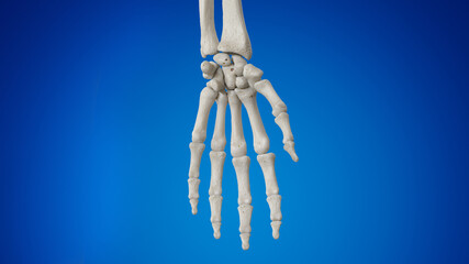 Obraz na płótnie Canvas 3d rendered illustration of the hand bones