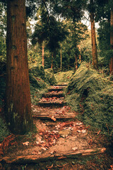 Azoren, Portugal, Sao Miguel, grünes Paradies, Vulkan, Urwald