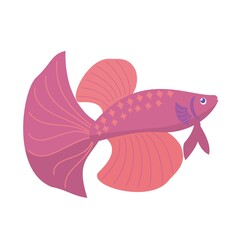 Aquarium red fighting fish isolated on white background. Cartoon vector illustration