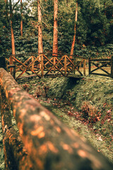 Azoren, Portugal, Sao Miguel, grünes Paradies, Vulkan, Urwald