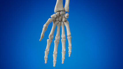 3d rendered illustration of the hand bones - obrazy, fototapety, plakaty