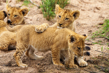 Plakat Lion (Panthera leo) cubs playing. Mpumalanga. South Africa.