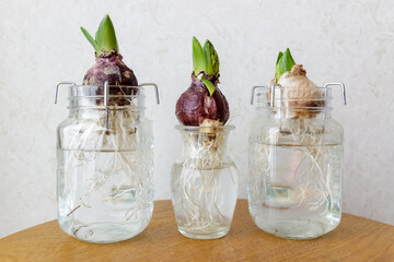 ヒヤシンス　球根