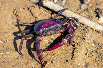 Selective focus of wild purple crab on the river or lake shore in its natural habitats, Insulamon palawanense or the Palawan purple crab is a species of freshwater crab, Living out naturally.