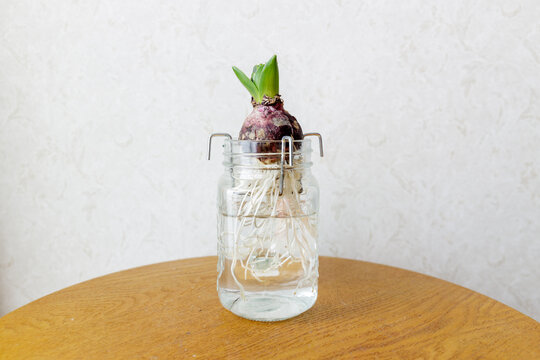 球根植物images Browse 2 048 Stock Photos Vectors And Video Adobe Stock