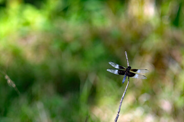 Dragonfly on a branch