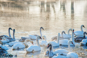 white swans on an autumn lake on a sunny day