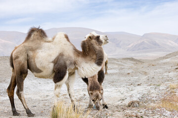 A two-humped camel that grazes against the background of a salt marsh in the mountain steppe.