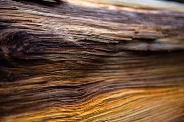 Fototapeta premium Fresh wood log texture background. Grey alder, speckled alder, Alnus incana