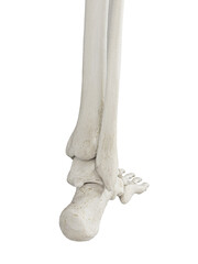 3d rendered illustration of the skeletal foot