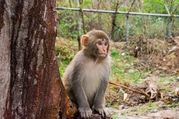A monkey is sitting beside a road and waiting for food 