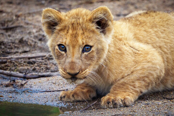 Lion (Panthera leo) cub drinking. Mpumalanga. South Africa.