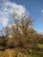 Baum an einem Bach an einem Feld im Winter