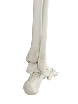3d rendered illustration of the skeletal foot