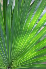 palm tree leaf