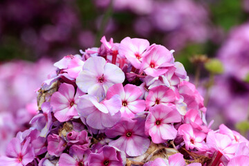 Schöne Blumen Westpark München