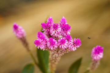 Beautiful pink cockscomb flowers. Pink flowers.