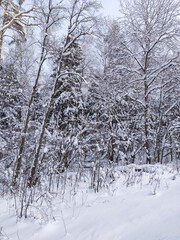 Snow covered plants and tree branches. Winter rural  natural landscape.