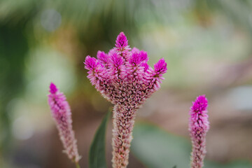 Beautiful pink cockscomb flowers. Pink flowers.