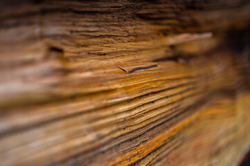 Fototapeta premium Fresh wood log texture background. Grey alder, speckled alder, Alnus incana