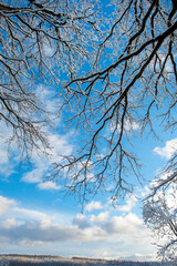 Forest under snow cover, sun and shadows, blue sky.