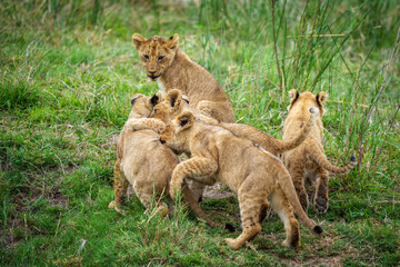 Lion (Panthera leo) cubs playing. Mpumalanga. South Africa.
