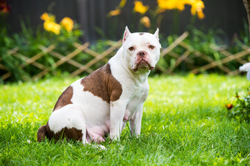 American Bully female dog is on green grass