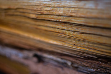 Fresh wood log texture background. Grey alder, speckled alder, Alnus incana