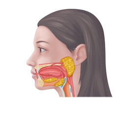 Human Mouth and Salivary Gland System