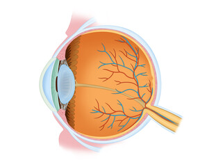 Components of human eye anatomy