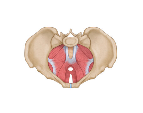 an illustration of superior view of female pelvic