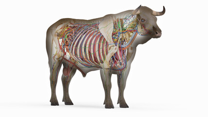 3d rendered illustration of the bovine anatomy