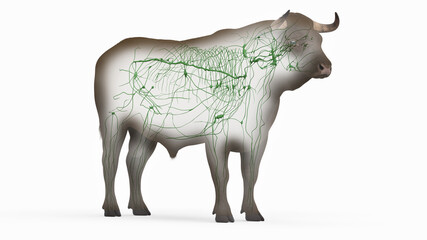 3d rendered illustration of the bovine anatomy - the lymphatic system