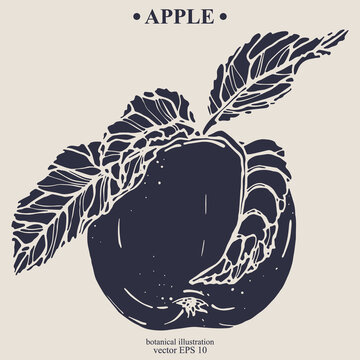 Vector hand darwn apple. Eps 10 botanical illustration