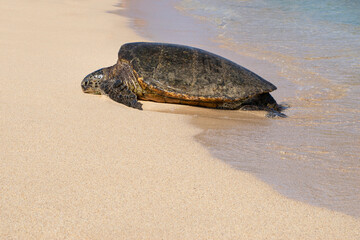 Sea turtle rests on a beach in Hawaii