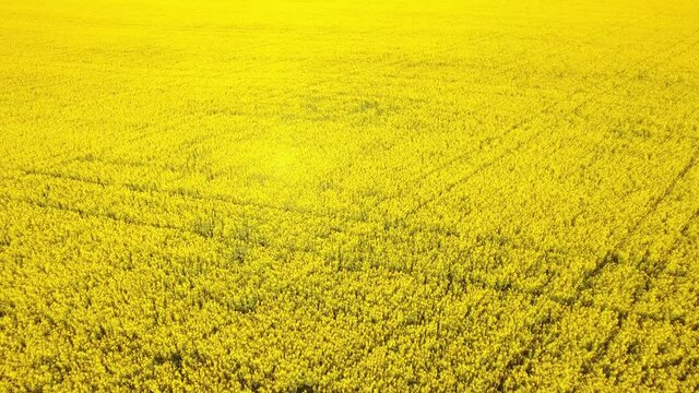 A field of blooming anise. Aerial forward flying. Bright yellow, symmetrical composition, smooth soft movement. Background.