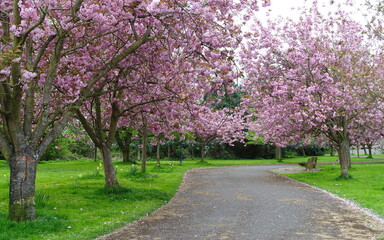 Scenic Landscape View in Spring of a Cherry Tree Blossom Lined Winding Path through a Beautiful Park Garden	