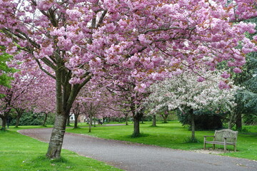 Fototapeta na wymiar blooming cherry trees