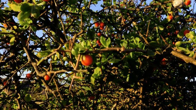 Red-berry mistletoe (Viscum Cruciatum) plant, bush with red berries against blue sky. Nature background footage.
