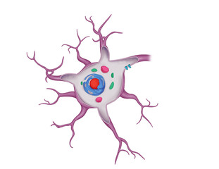 Fototapeta premium human nerve cell