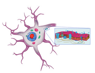 human nerve cell with plasma membrane