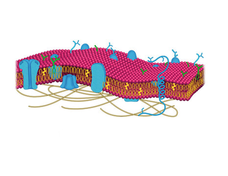 Illustration of the human nerve cell plasma membrane