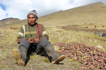 agricultor nativo de Perú junto a papas nativas en los andes. - obrazy, fototapety, plakaty