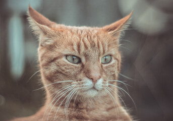 Katze