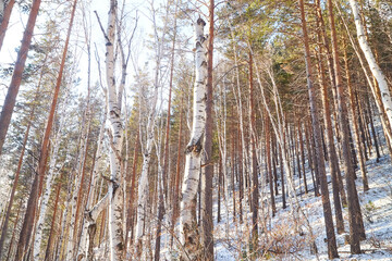 Winter landscape with snow covered trees in cold forest
