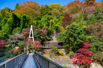 神奈川県足柄下郡箱根町の紅葉